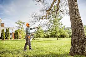 Best Tree and Shrub Care  in Allardt, TN