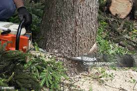 Allardt, TN Tree Removal Pros