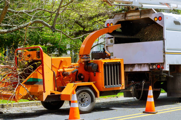 Best Root Management and Removal  in Allardt, TN
