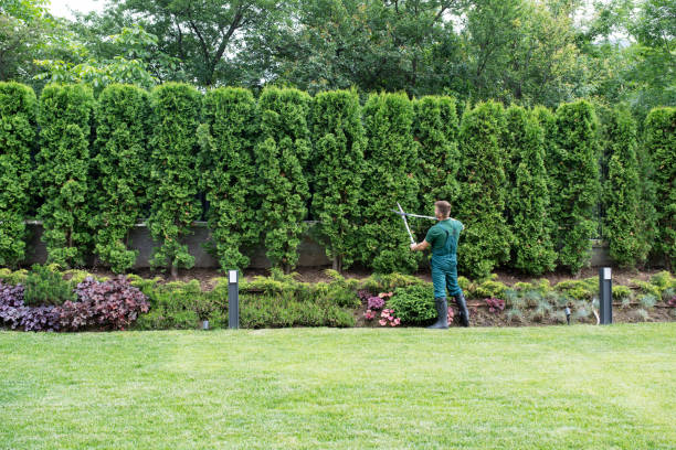 Best Fruit Tree Pruning  in Allardt, TN
