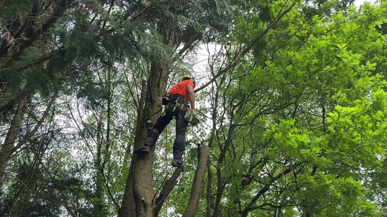 Trusted Allardt, TN Tree Removal Experts