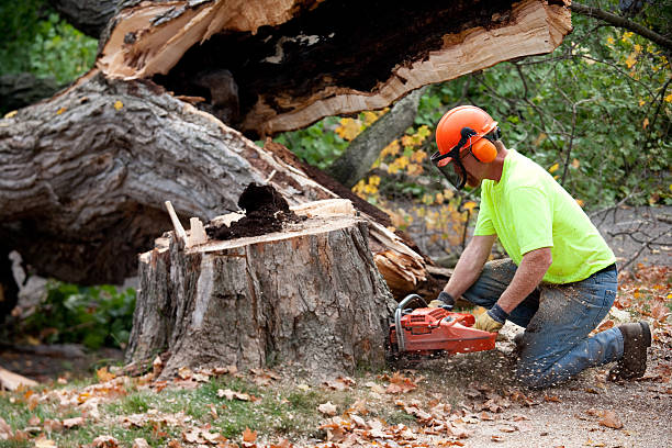 How Our Tree Care Process Works  in  Allardt, TN