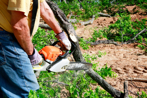 Best Tree Preservation Services  in Allardt, TN
